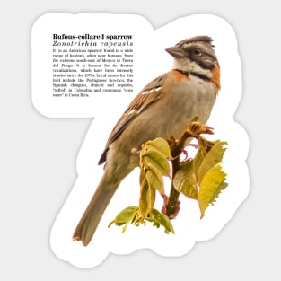 Rufous-collared sparrow bird Black text Sticker